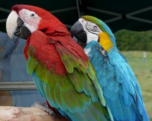 Red anjd Green Parrots Photograph