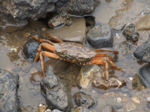 Red Legged Crab Photograph