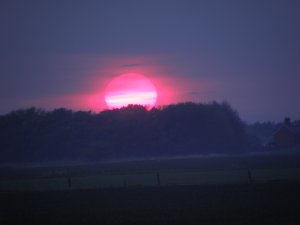 Red Sun Setting over Trees Picture