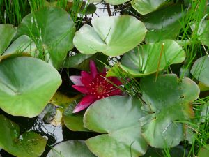 Red Water Lilly Photo