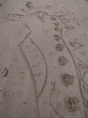 Sea Horse Drawing