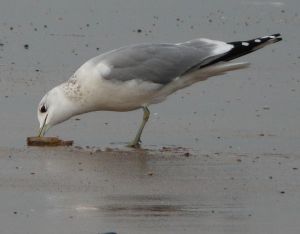 Seagull Eating Picture