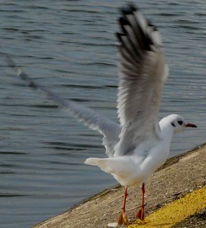 Seagull Take Off Picture