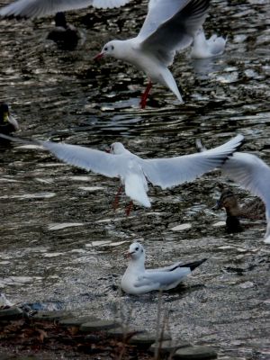 Seagulls in Flight Photo