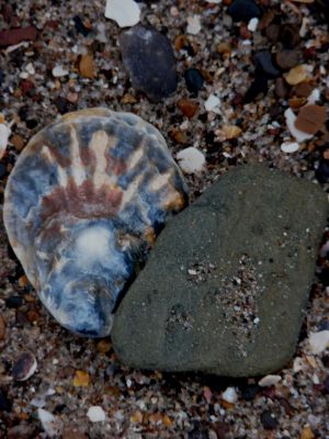Shell on Skegness Beach Photo