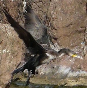 Skegness Cormorant in Flight Photo