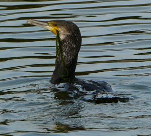 Skegness Cormorant in the Water Photo