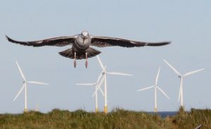 Skegness Gull In Sky Photo