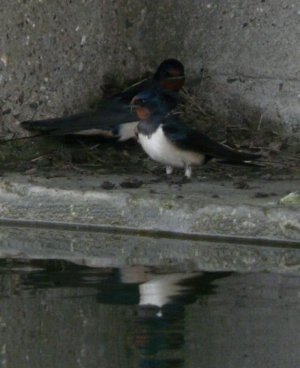 Swallows Sitting in Skegness Photo