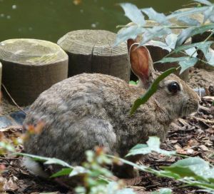 Skegness Tower Gardens Rabbit Photo