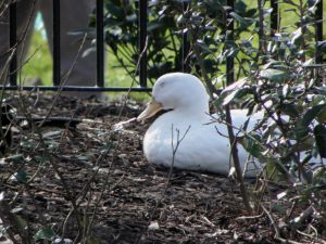 Sleeping Large White Duck Picture