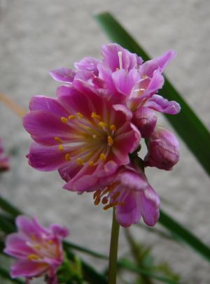 Small Pink Flower Picture