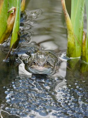 Smiling Frog Photograph