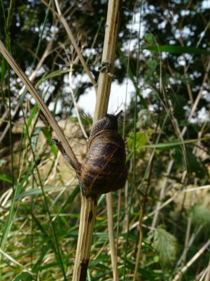 Snail Climb Photo