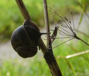 Snail On Stem Picture