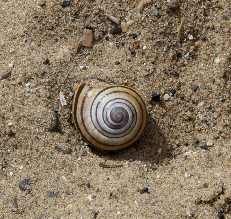 Photographs Of Shells