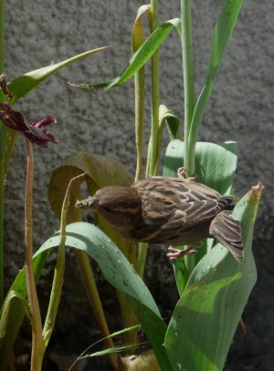 Sparrow Collecting Aphids Image