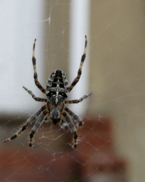 Spider Photo