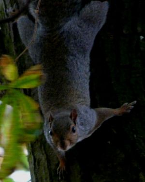 Grey Squirrel Photograph