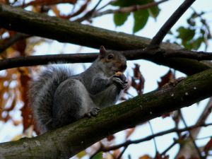Squirrel Eating Conker Photo