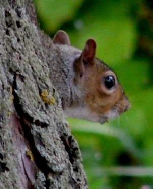 Grey Squirrel Head Photo