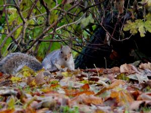 Squirrel in Leaves
