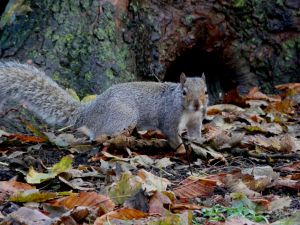 Squirrel on Autumn Floor