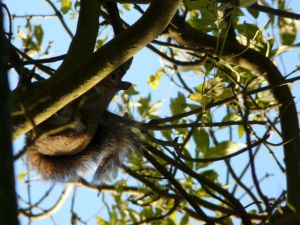 Squirrel Peeking over Branch Image