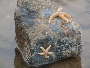 Star Fish on Rock Photo