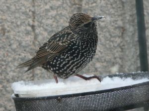 Starling in Snow Photo