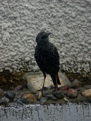 Starling on my Wall Picture