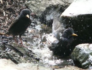 Starlings Splashing in Water Photograph
