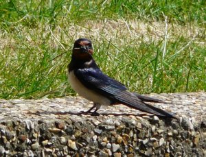Swallow with food Photograph