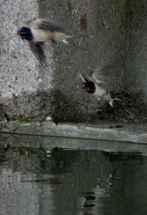 Swallows Taking Off Image