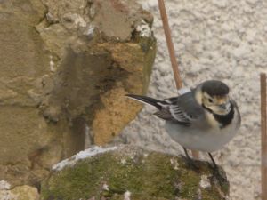 Sweet Pied Wagtail Photograph