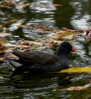 Tranquil Moorhen Photography