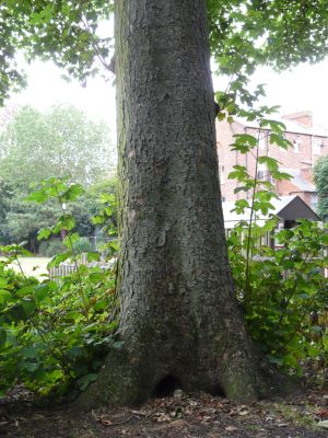 Tree Trunk on Park Photo