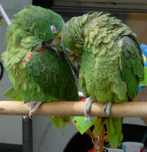 Two Green Parrots Photograph