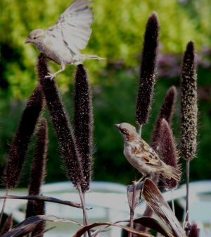 Two Sparrows on Seed Plants Photo