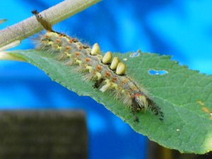 Vapourer Moth Caterpillar Photograph