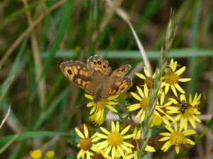 Wall Brown Butterfly Photograph