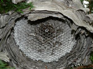 Wasps Nest Photo