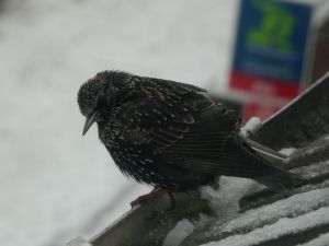 Winter Starling Photograph