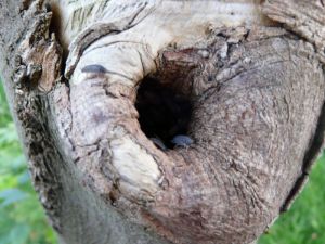 Woodlice in Tree Image