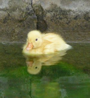 Yellow Duckling Photograph