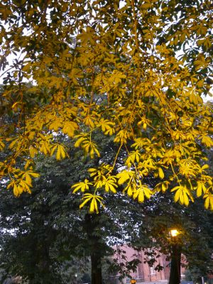 Yellow Illuminated Tree Photography