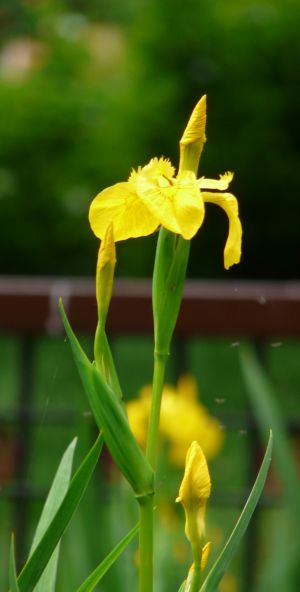 Yellow Reed Flower Image
