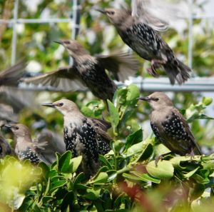 Young Starlings Flying Photograph